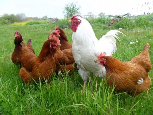 مرغ تخم گذار نژادهای لاین-نیک چیک-بونز-ال اس ال-لوهمن